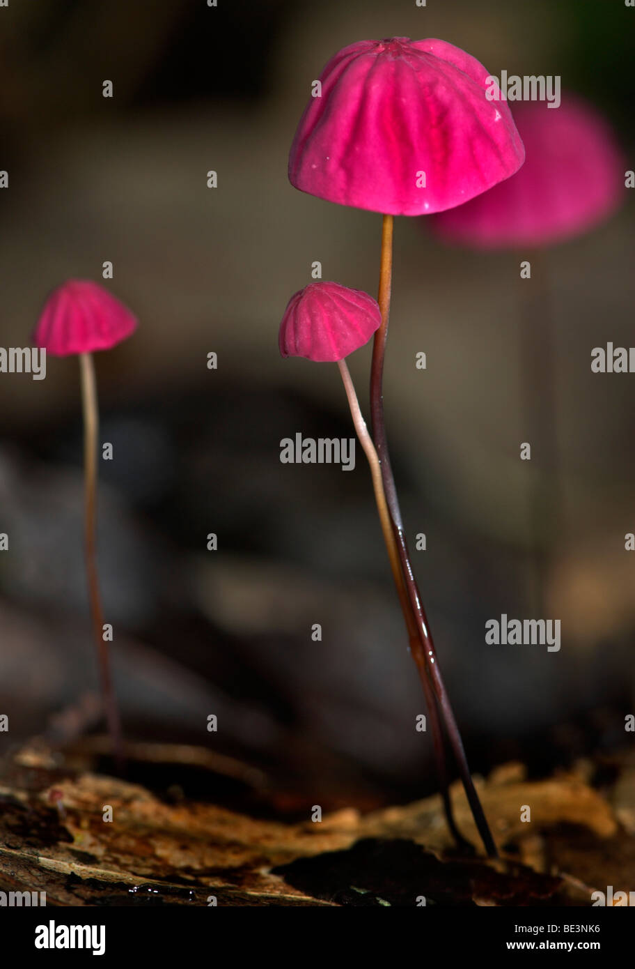 Pilze rosa Champignons Marasmius Haematocephalus Hacienda Baru Costa Rica tropischen Dschungel roten Pilz Stockfoto