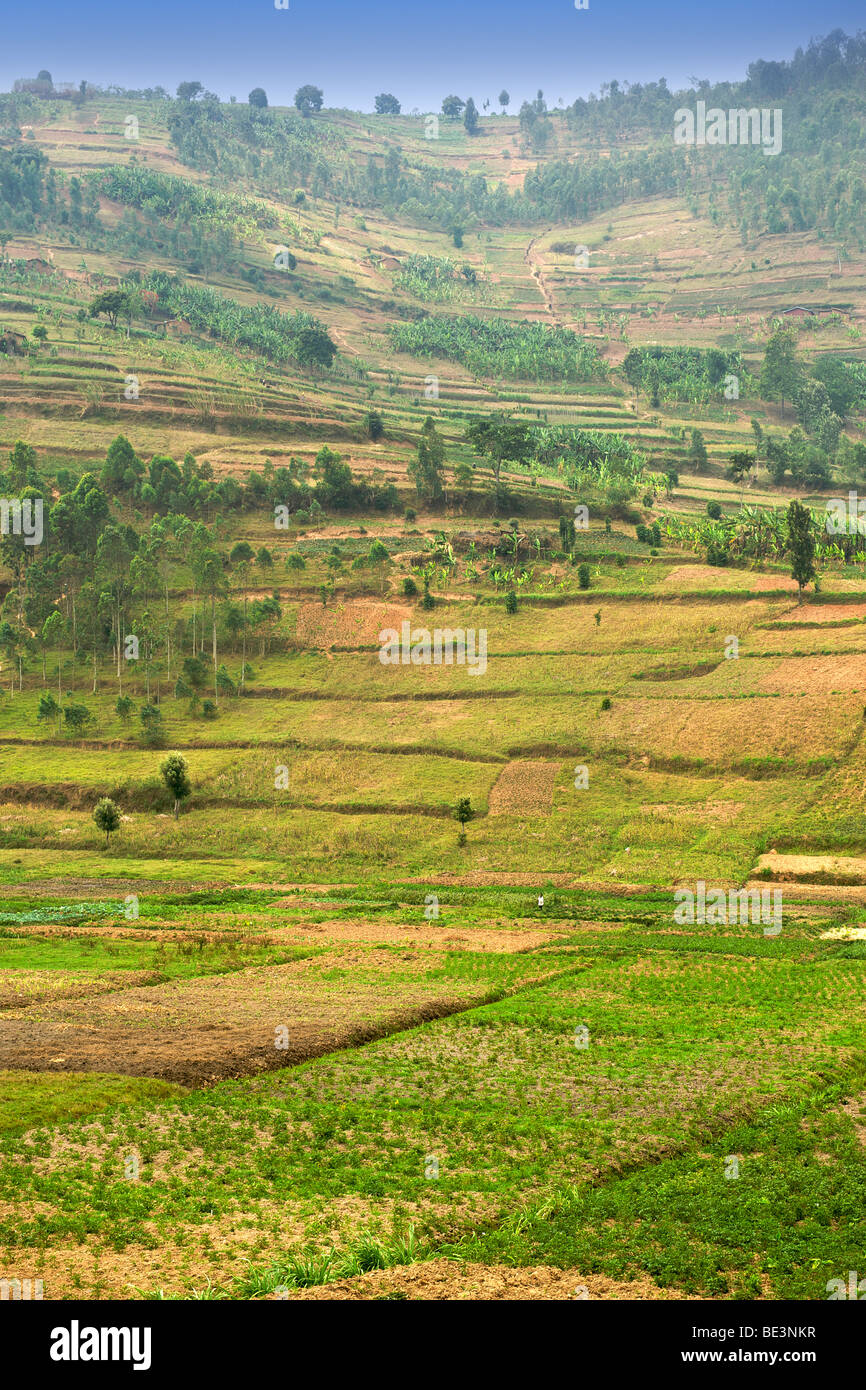 Landwirtschaftlichen Flächen im Norden Ruandas. Stockfoto