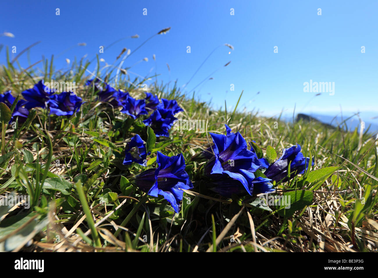 Clusius Enzian (Gentiana Clusii), Schafberg Mountain, Region Salzkammergut, Salzburger Land Staat, Österreich, Europa Stockfoto