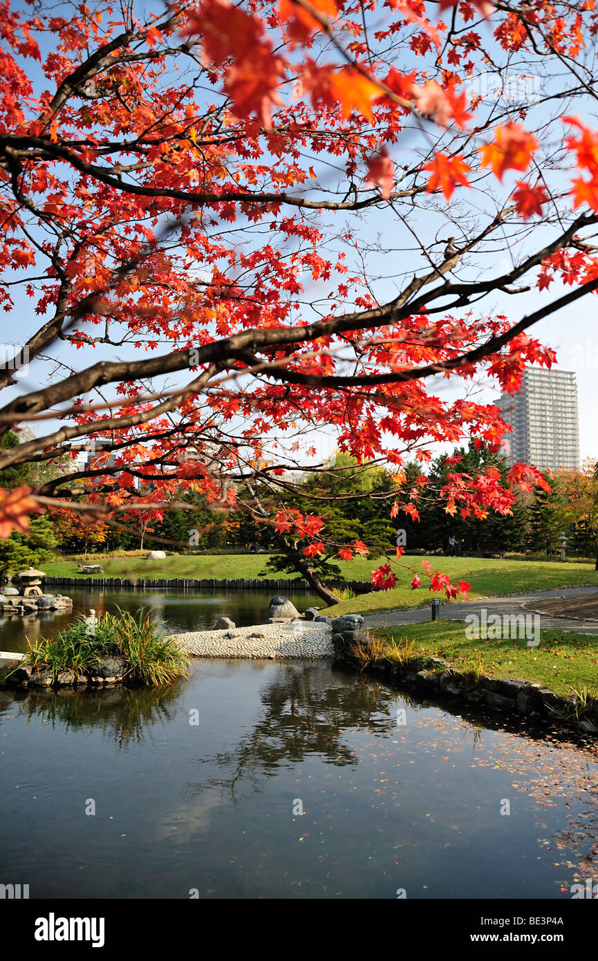 Ein Baum mit roten Herbst Blätter am Teich im Park Nakajima. Sapporo, Hokkaido. Stockfoto