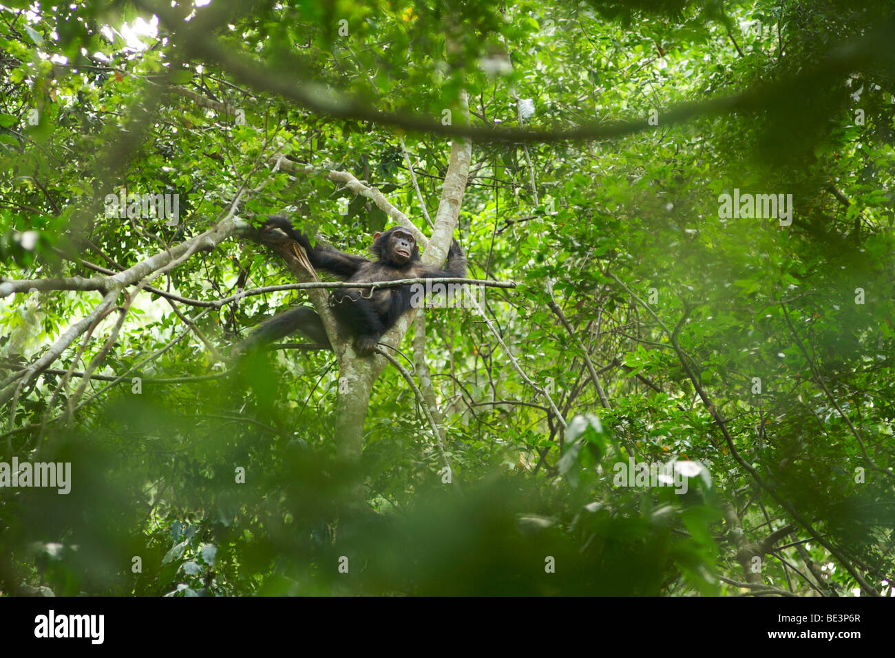 Schimpanse (Pan Troglodytes) in den Bäumen in der Kyambura River Gorge in Queen Elizabeth National Park im Westen Ugandas. Stockfoto