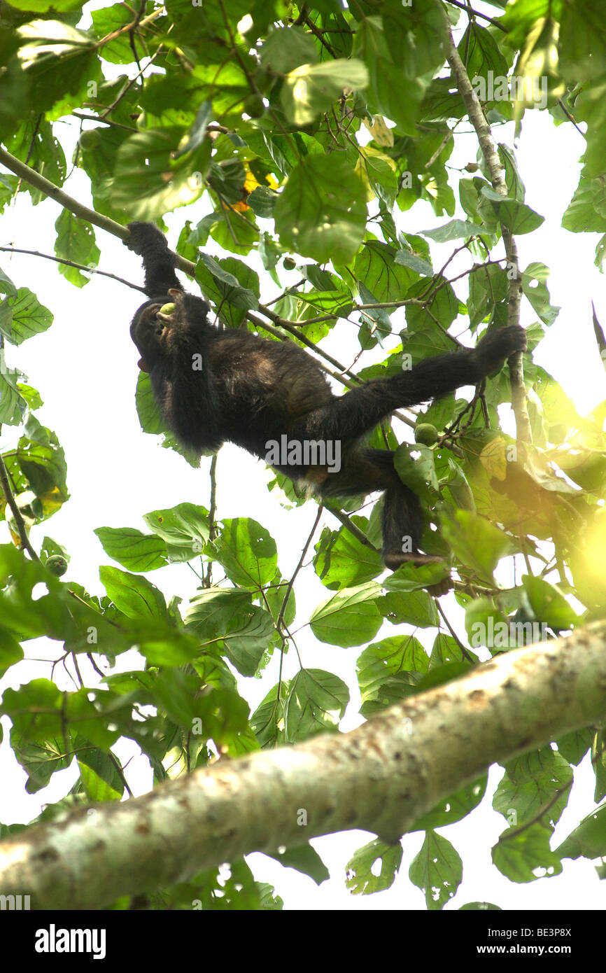 Schimpanse (Pan Troglodytes) in den Bäumen in der Kyambura River Gorge in Queen Elizabeth National Park im Westen Ugandas. Stockfoto