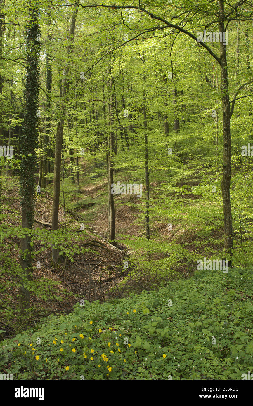 Sommer Wald in Basel-Land, Schweiz, Europa Stockfoto