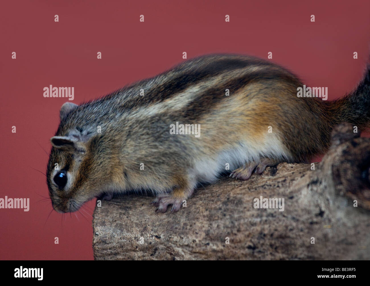 Sibirische Streifenhörnchen (Tamius Sibiricus) Stockfoto