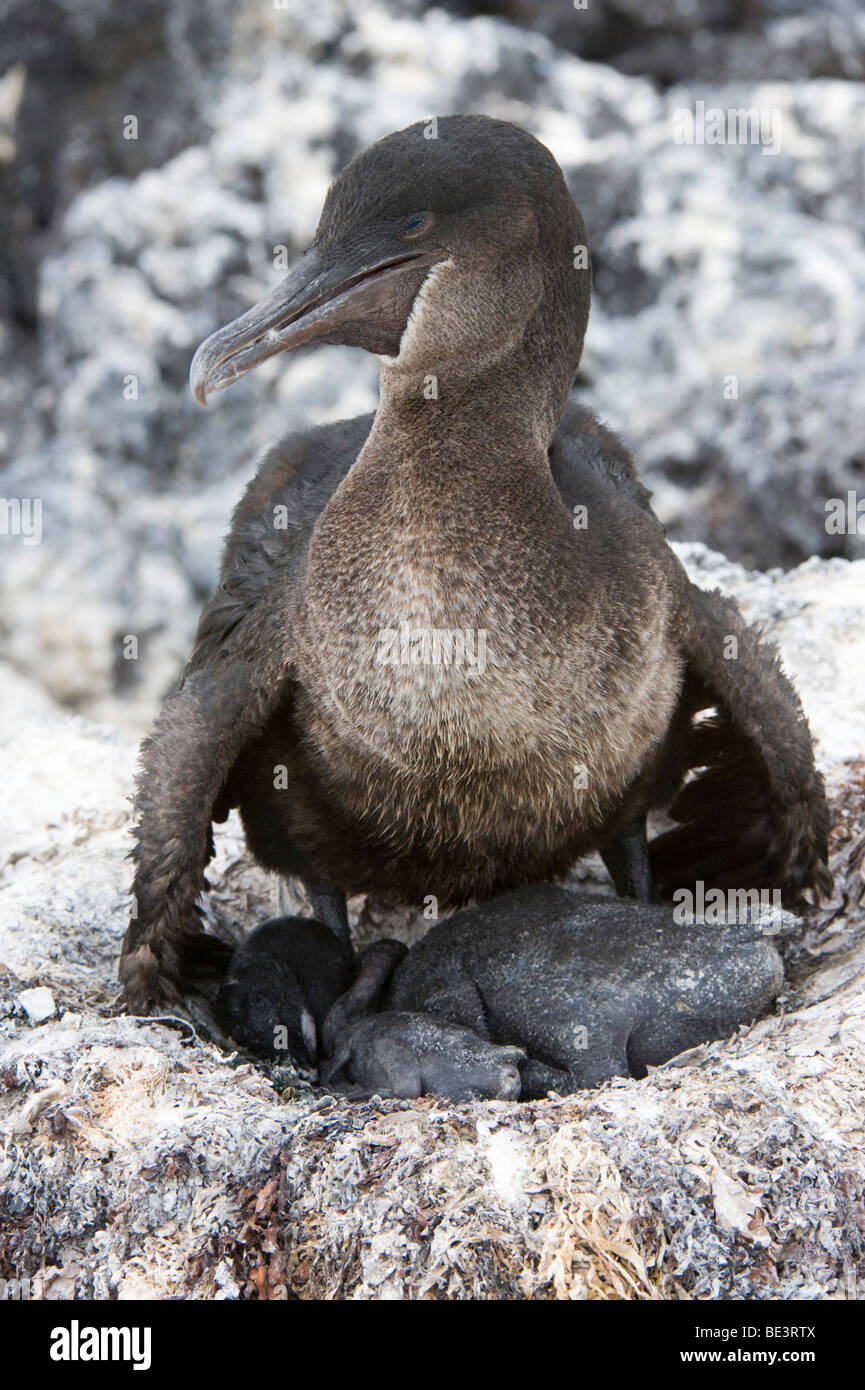 Flugunfähige Kormorane (Nannopterum Harrisi) bergende zwei Küken Algen Nest Hinweis Größenunterschied Küken Isabela Galapagos Stockfoto