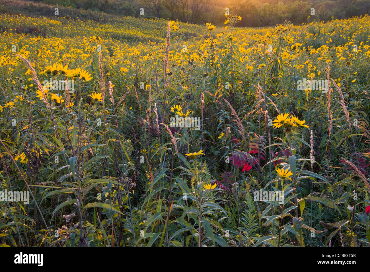 Sonnenblumen im Tallgrass Prairie im Frühherbst, Rolling Thunder Prairie Zustand beizubehalten, Warren County, Iowa Stockfoto