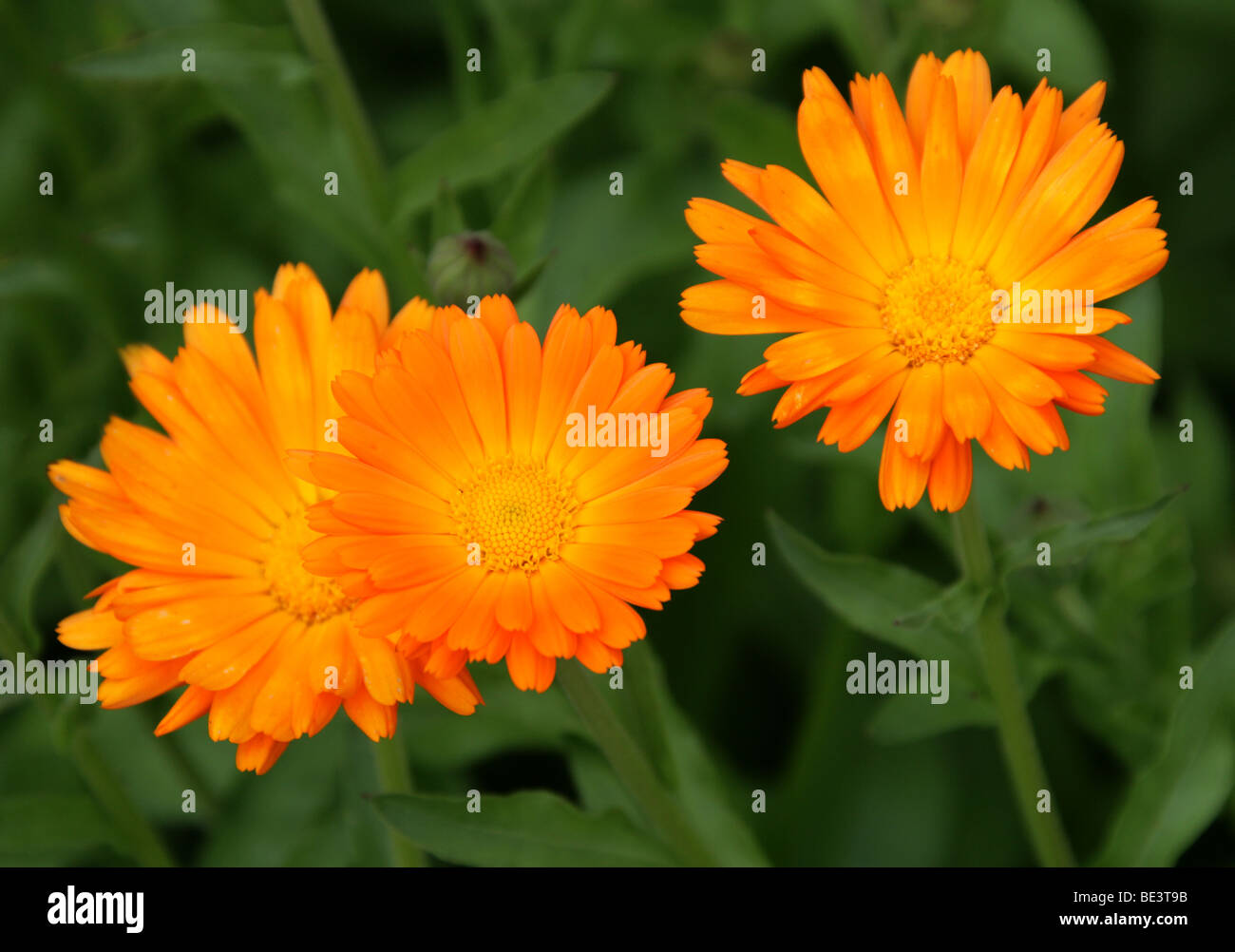 Ringelblume oder Scotch Ringelblume, Calendula Officinalis, Asteraceae Stockfoto