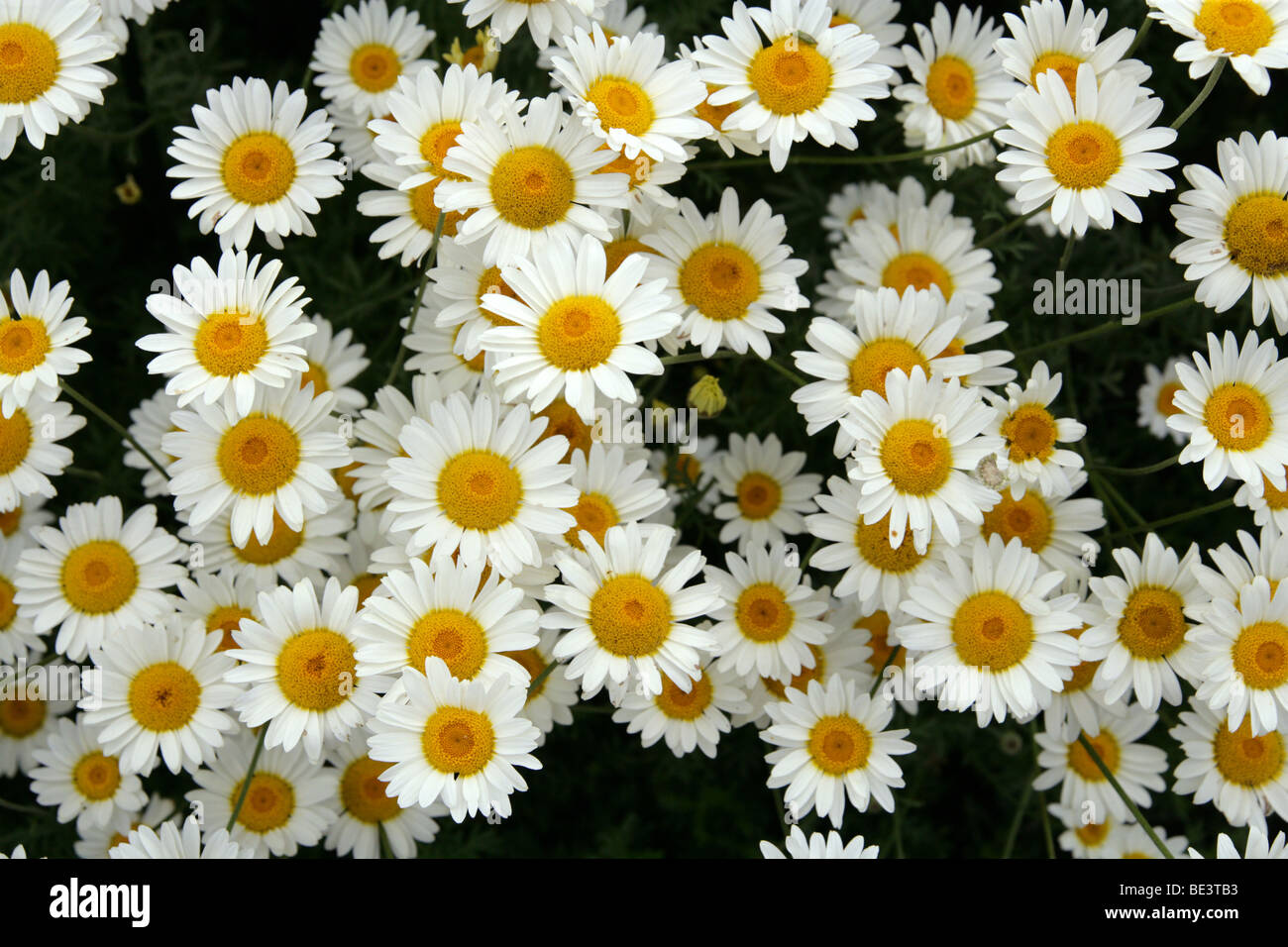 Marguerite Daisy, Dyer's Chamile, Ox-Eye Chamile, Boston Daisy oder Paris Daisy, Anthemis Tinctoria 'Sauce Hollandaise'. Europa, Mittelmeer Stockfoto