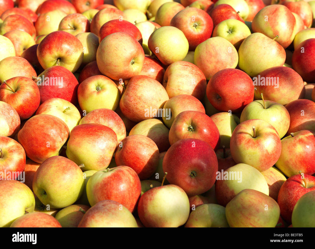 Altes Land Apfelernte Stockfotos und bilder Kaufen Alamy