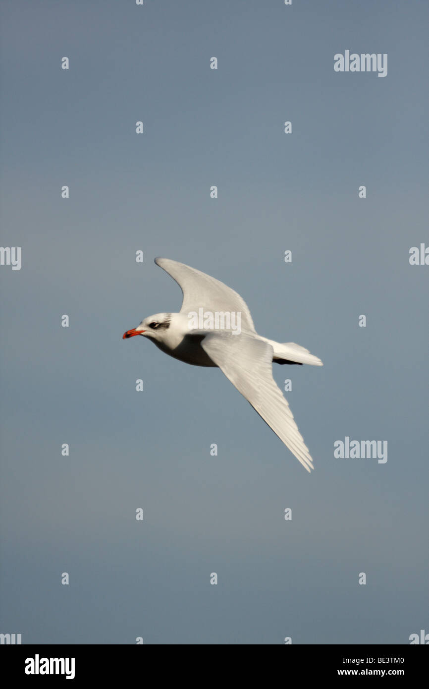 Schwarzkopfmöwe im Flug Stockfoto