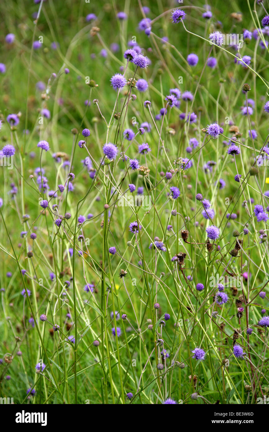 Devilsbit Witwenblume oder des Teufels-Bit Witwenblume, Succisa Pratensis, Dipsacaceae Stockfoto