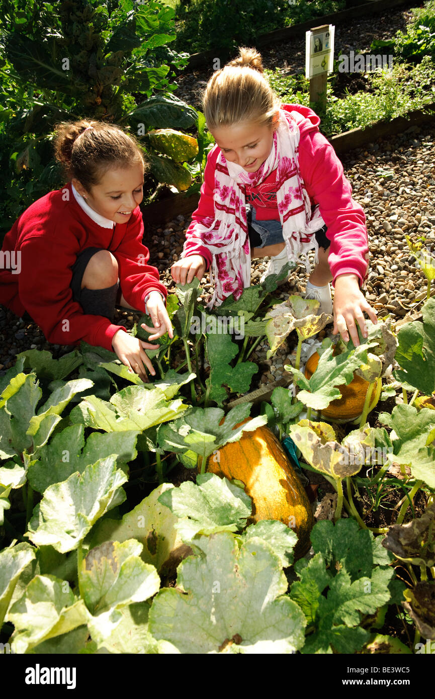 Zwei junge Jahr 6 Grundschüler Überprüfung auf den Bio Kürbis wachsen sie auf die Schule Gemüse Miracle, Wales UK Stockfoto