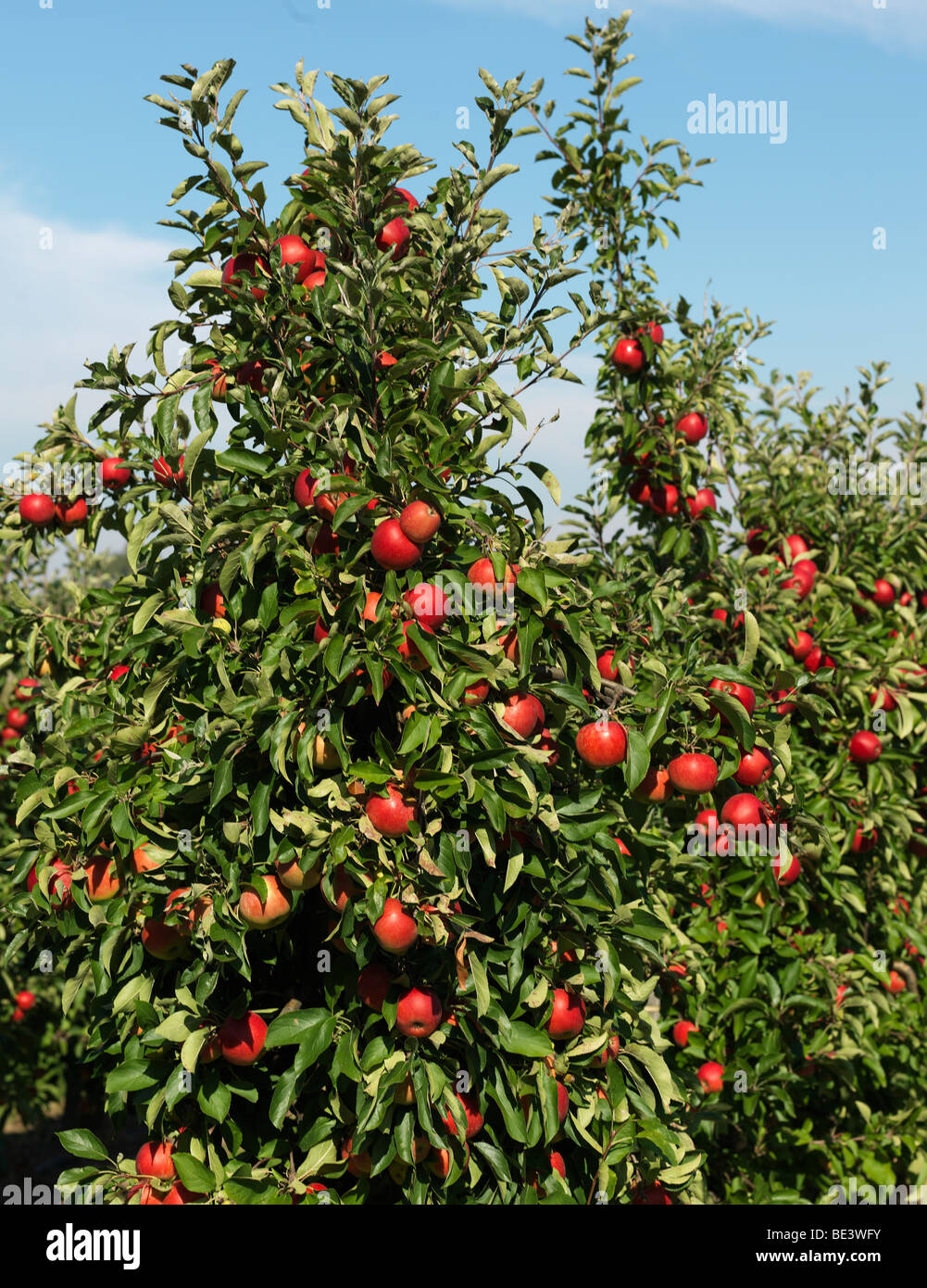 Apfelbäume im Bild während der Erntezeit im alten Land/Jork, Niedersachsen, Deutschland 16. September 2009 Stockfoto