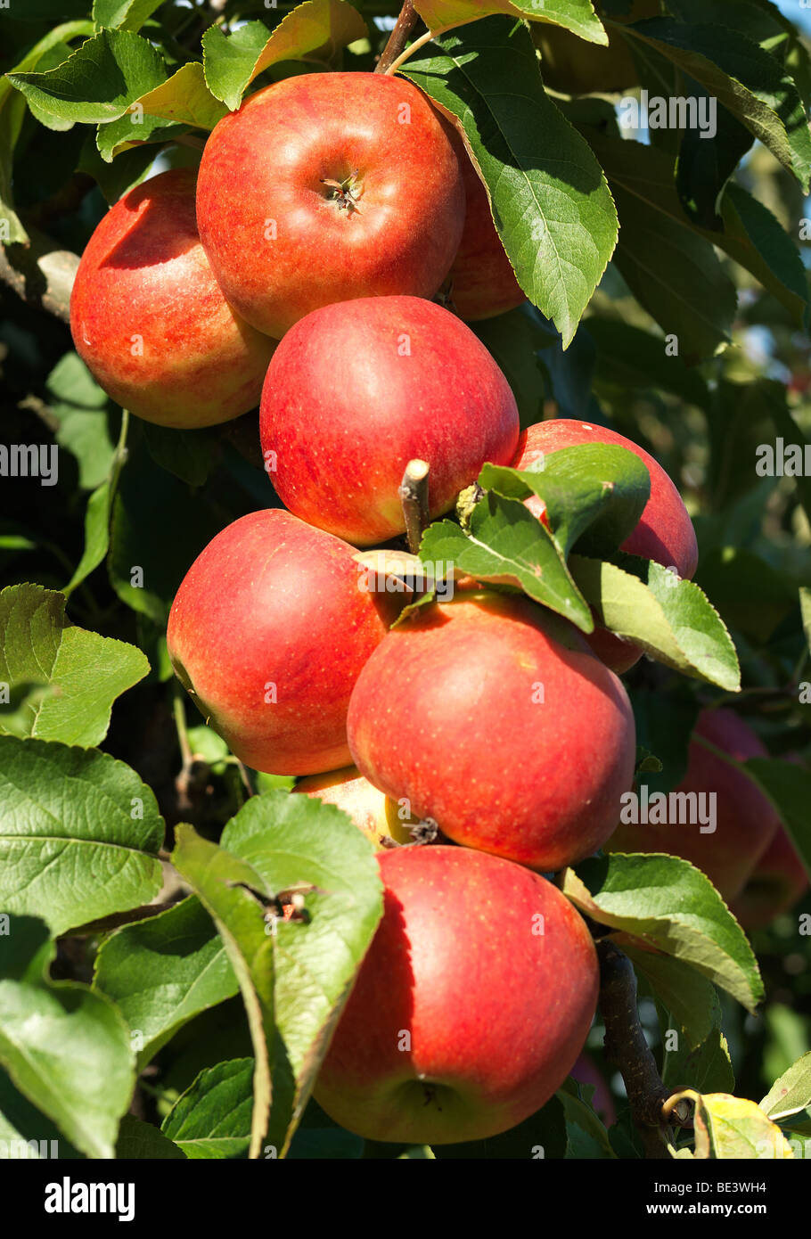 Rot altes land Fotos und Bildmaterial in hoher Auflösung Alamy