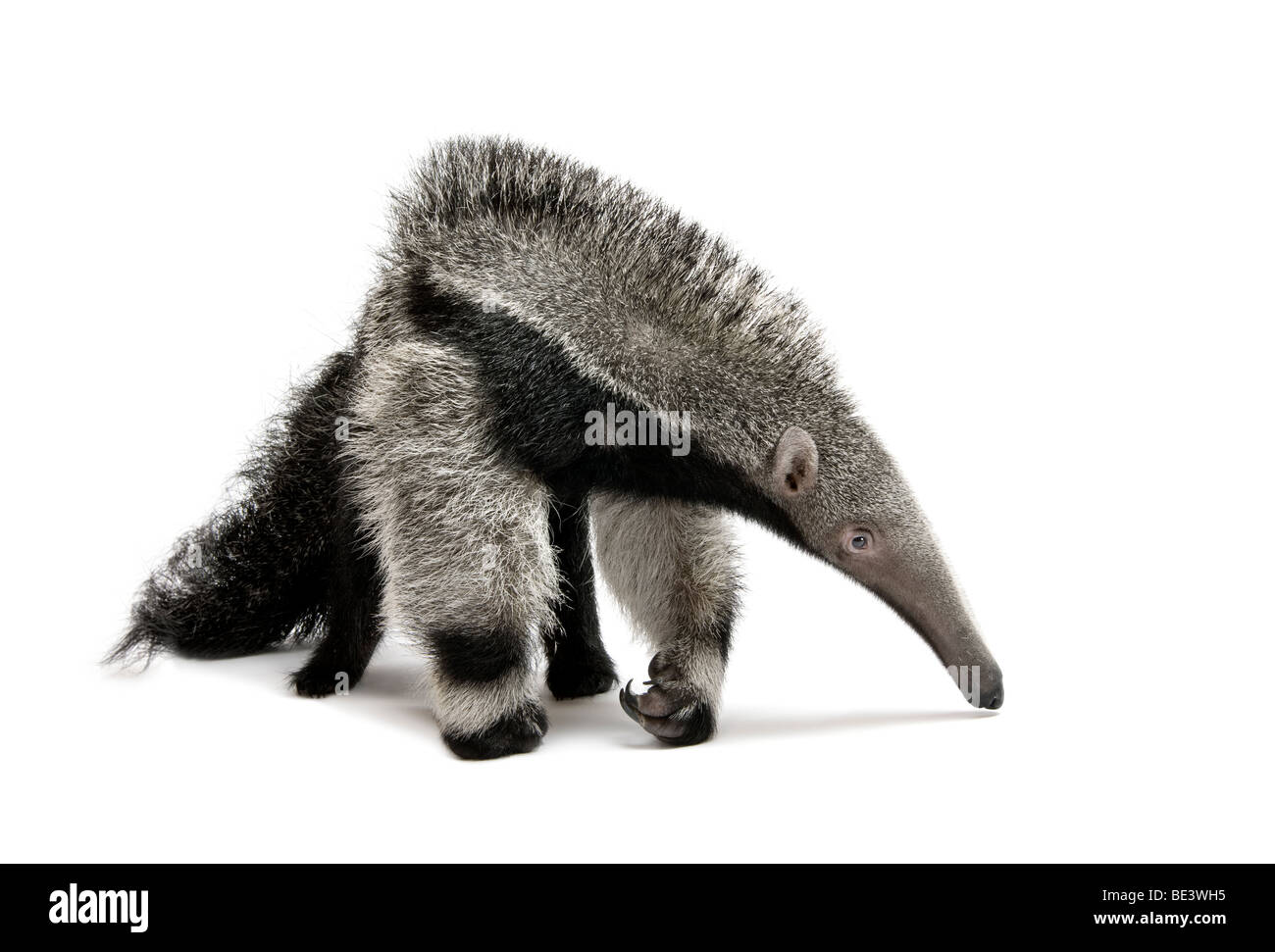 Junge großer Ameisenbär Myrmecophaga Tridactyla, 3 Monate alt, zu Fuß vor weißem Hintergrund, Studio gedreht Stockfoto