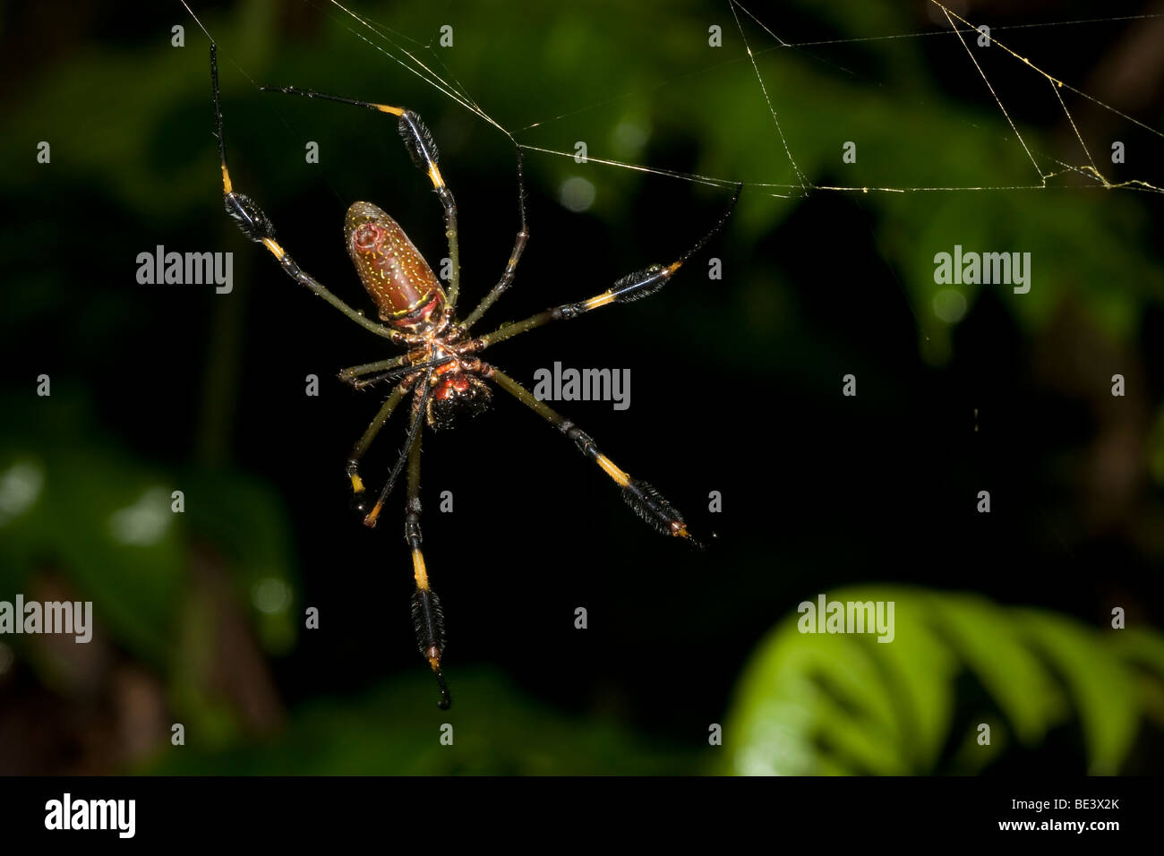 Eine große weibliche golden Orb weben Spinne, Familie Nephilidae. Fotografiert in Costa Rica. Stockfoto