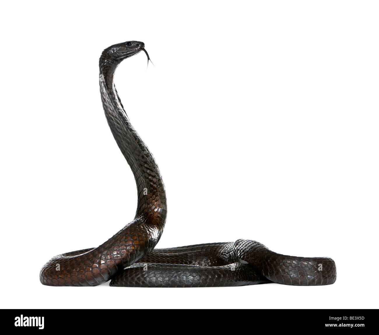Seitenansicht des ägyptischen Kobra, Naja Haje, vor weißem Hintergrund Studio gedreht Stockfoto