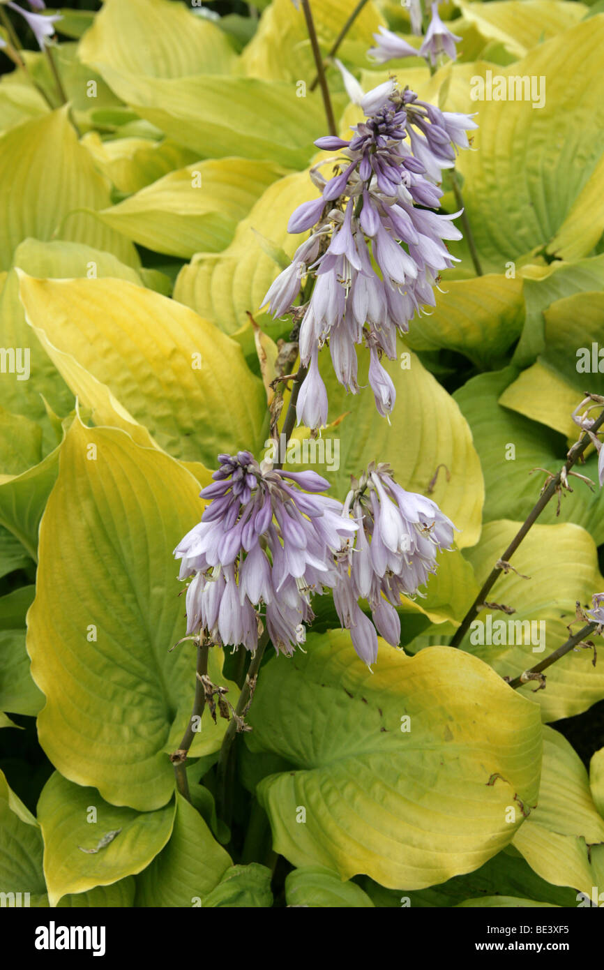 Hosta aka Korfu Lily, die Taglilie oder Wegerich Lily, Hosta Fortunei Var Albopicta, Asparagaceae (Hostaceae, Liliaceae) Asien Stockfoto