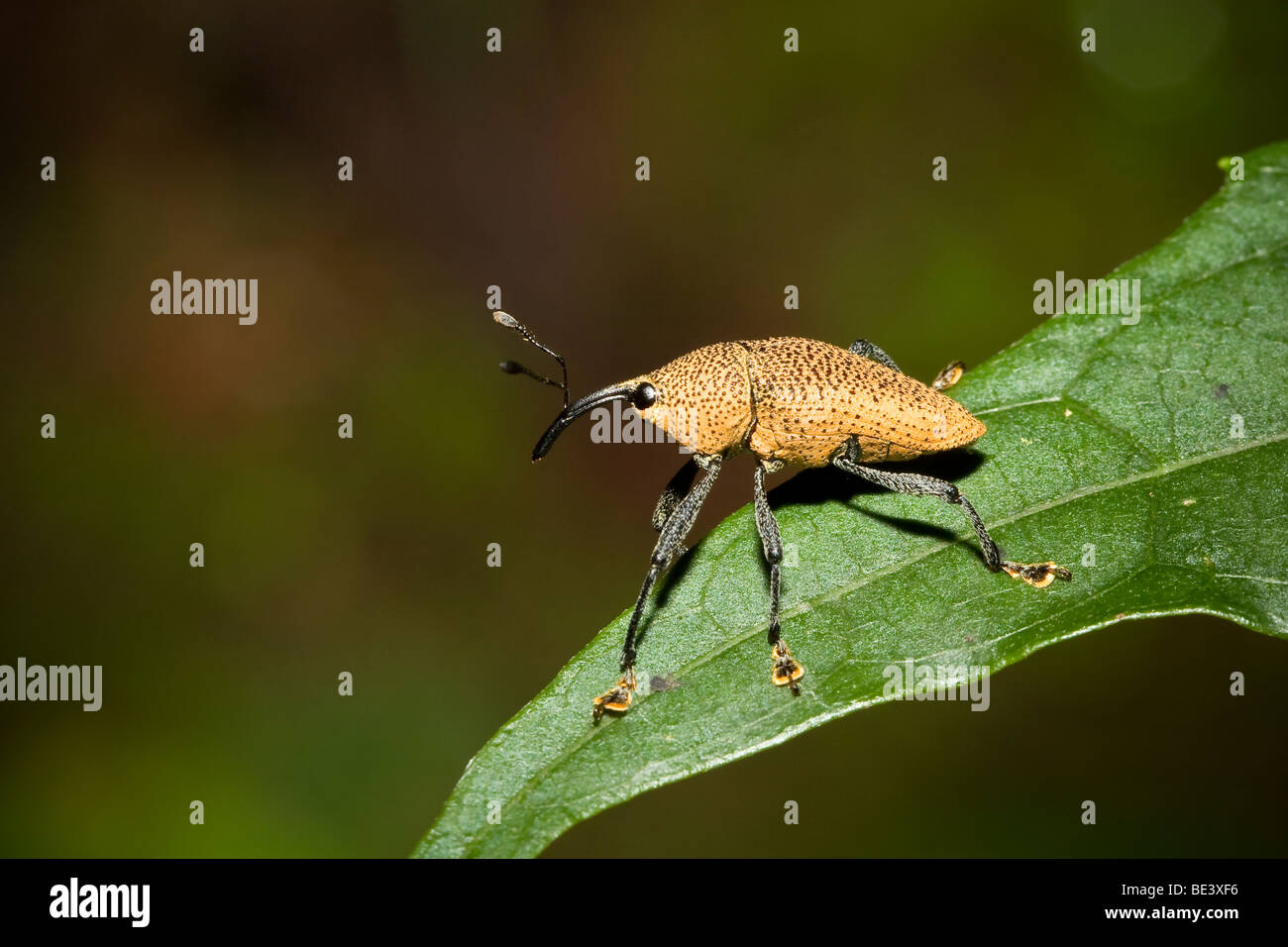 Eine gelbe Rüsselkäfer, Familie Curculionidae, bestellen Coleoptera. Fotografiert in Costa Rica. Stockfoto