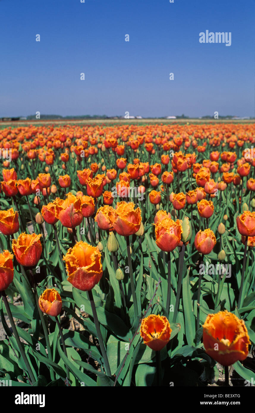 Orange Tulpe-Feld Stockfoto
