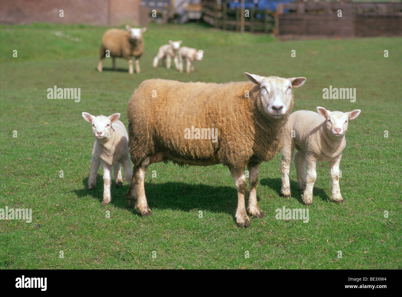 Schafe und Lämmer Stockfoto