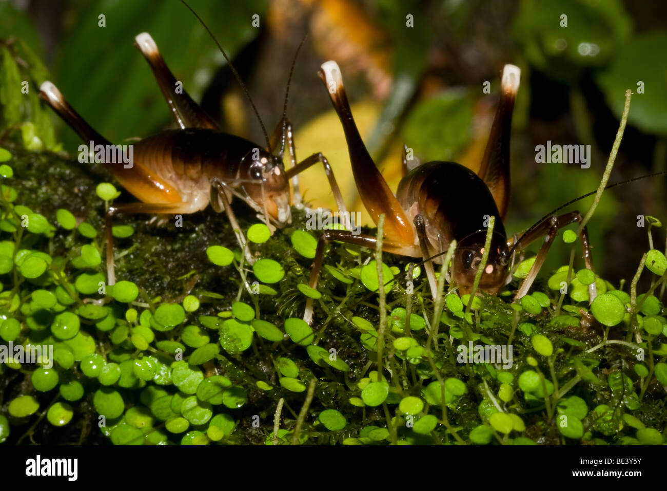 Paar der Höhle Grillen, Familie Rhaphidophoridae, bestellen Orthopteren. Fotografiert in Costa Rica. Stockfoto