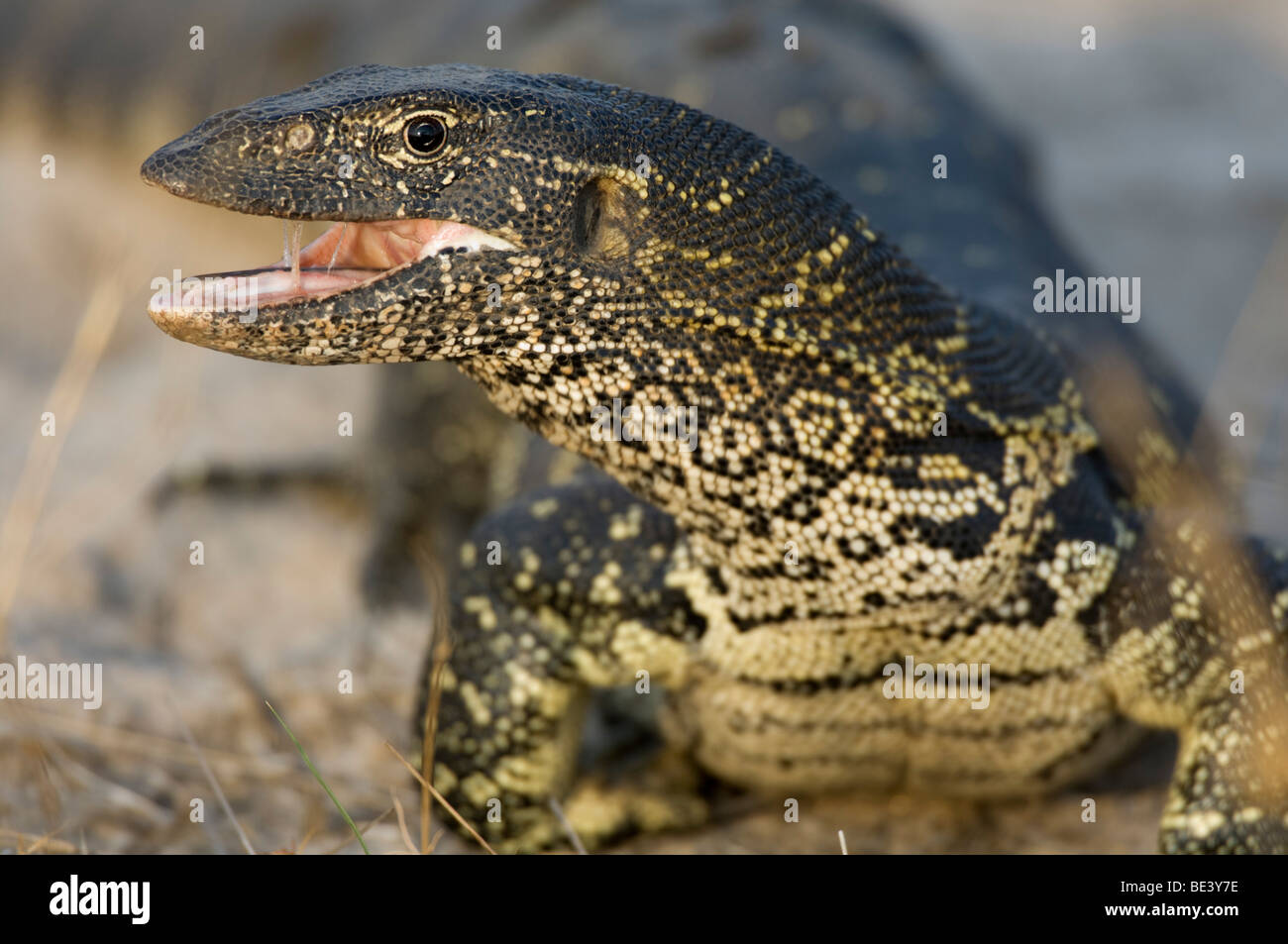 Nilwaran, Vanellus Niloticus, Okavango Delta, Botswana Stockfoto