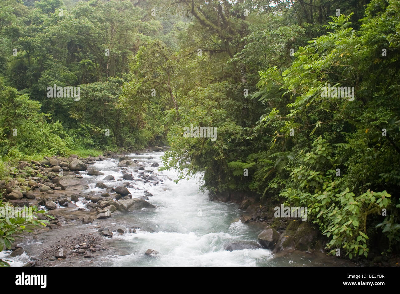 Regenwald-Stream. Fotografiert in Costa Rica. Stockfoto