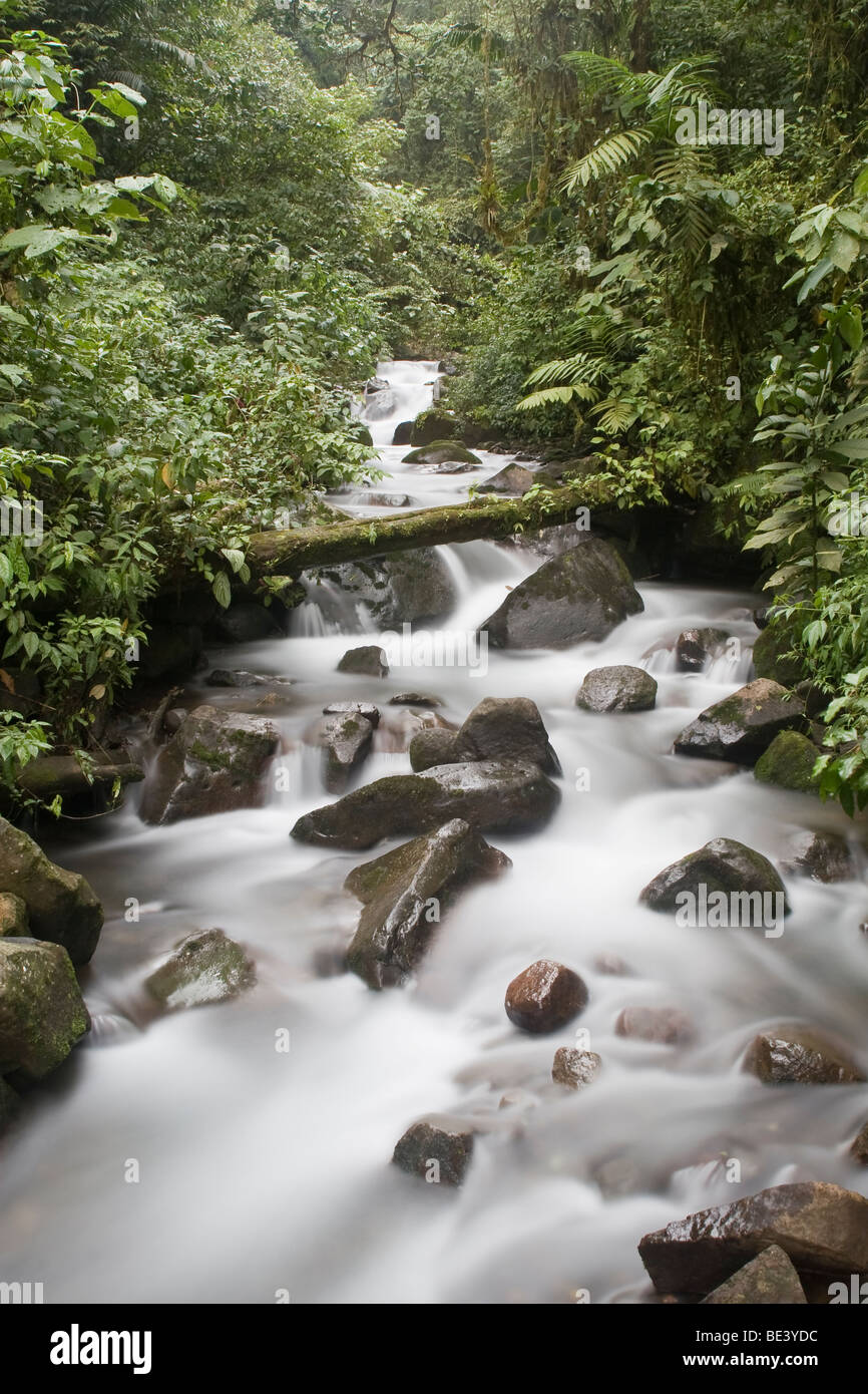 Regenwald-Stream in den Nebelwald von Monteverde, Costa Rica. Stockfoto