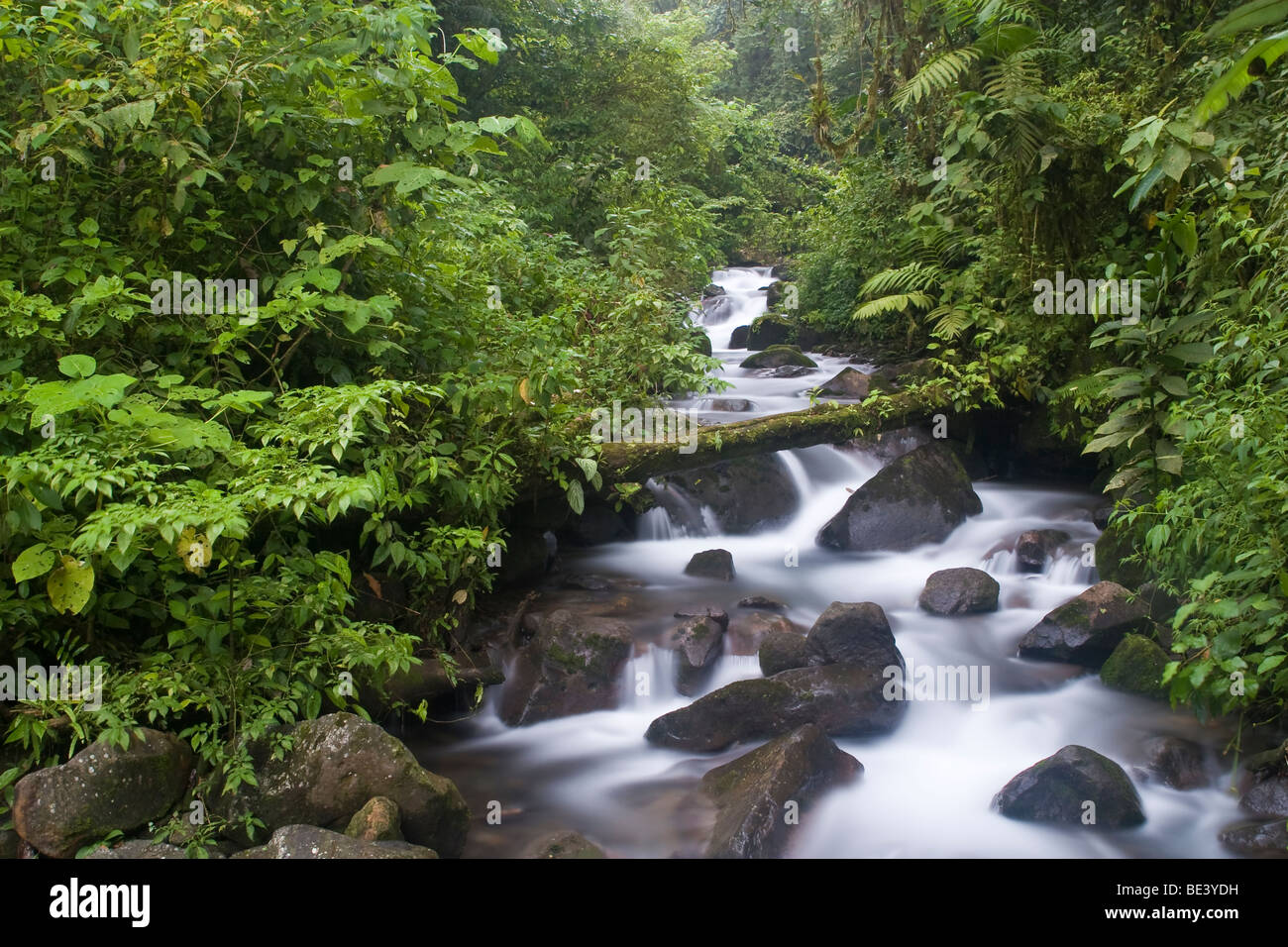 Regenwald-Stream in den Nebelwald von Monteverde, Costa Rica. Stockfoto