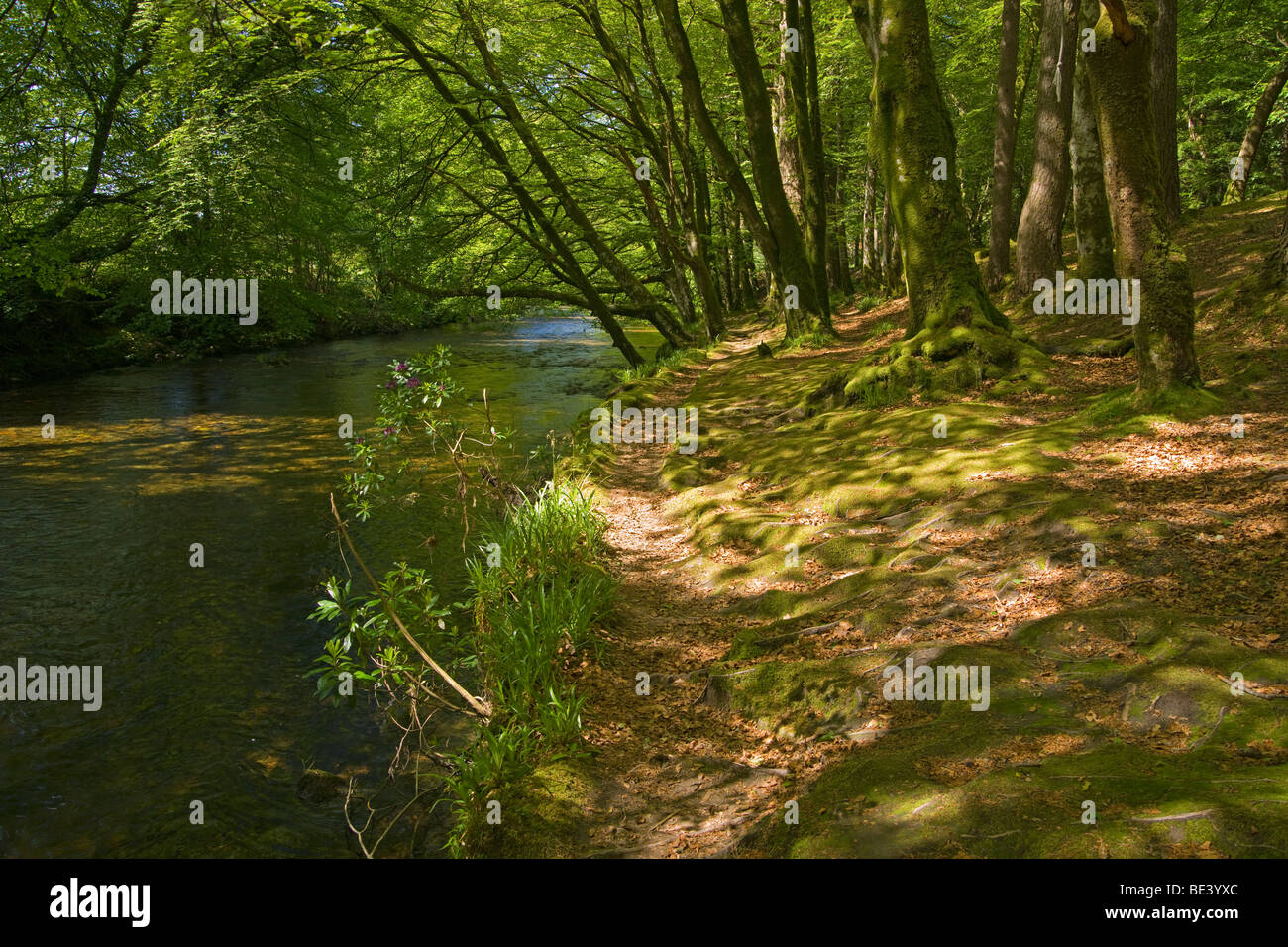 Glencoe Wald, Fluss Coe, Highland Region, Schottland. Stockfoto
