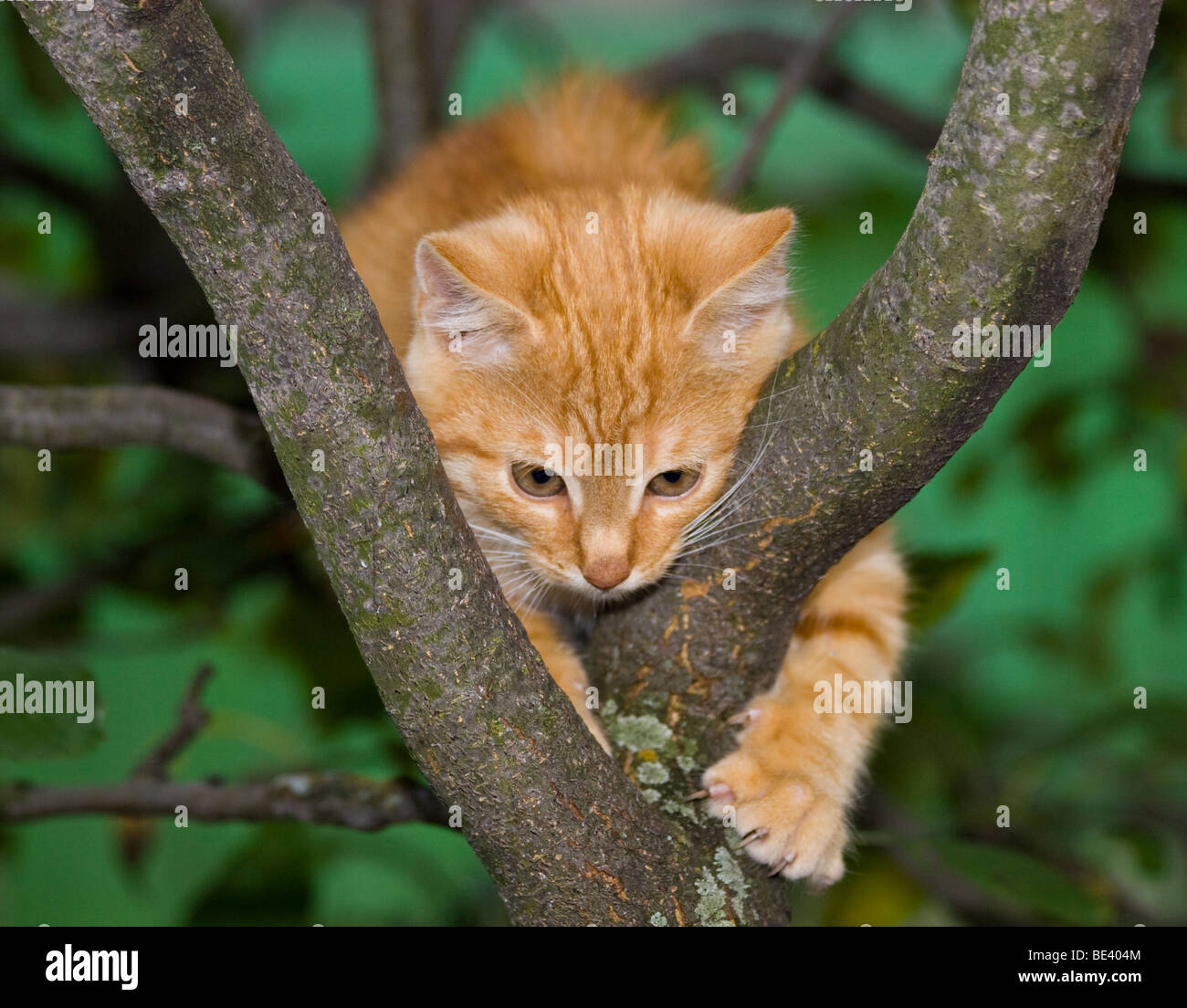 Die rote Katze kletterte auf einen Baum. Stockfoto