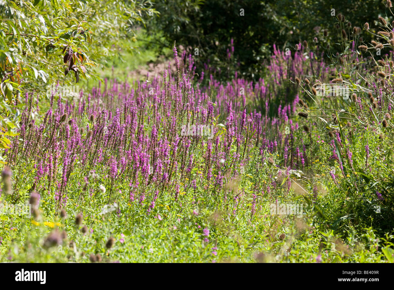 Violette Blutweiderich (Lythrum Salicaria), ein Feuchtgebiet Pflanze und Blume Stockfoto