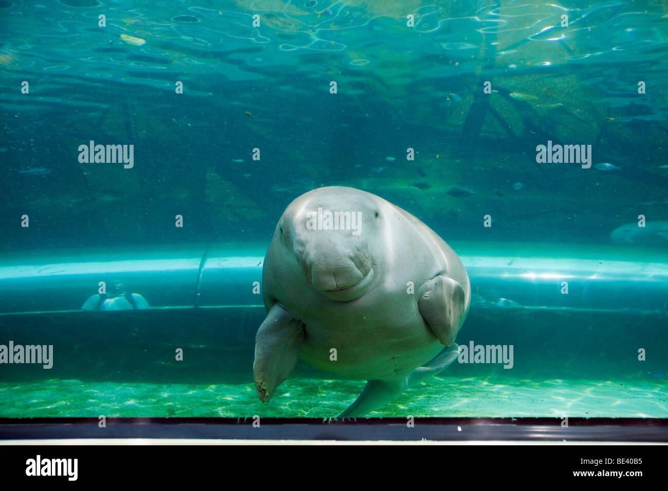 Dugong (Dugong Dugon) an der Sydney Aquarium. Darling Harbour, Sydney, New South Wales, Australien Stockfoto