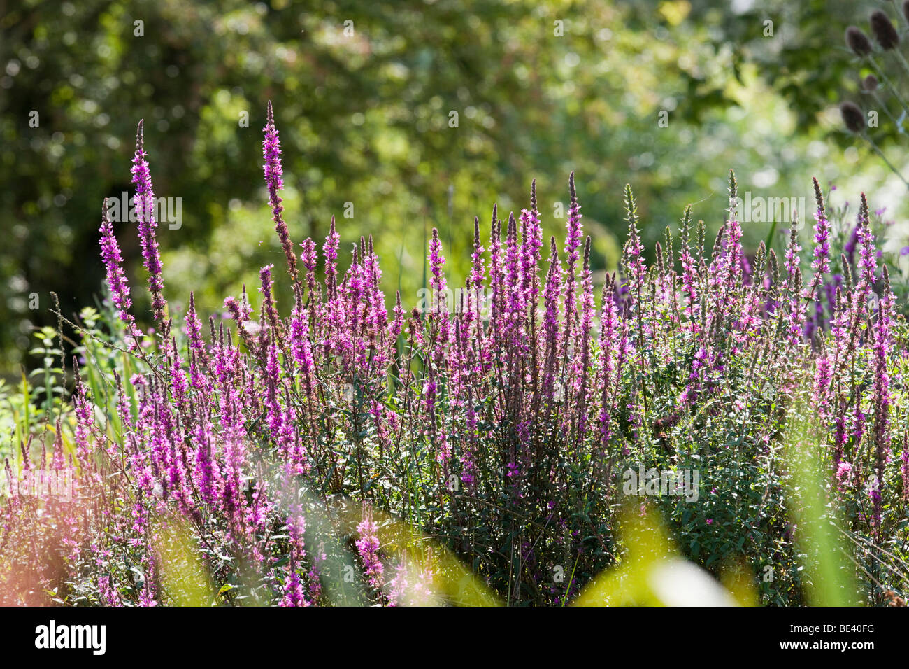 Violette Blutweiderich (Lythrum Salicaria), ein Feuchtgebiet Pflanze und Blume Stockfoto