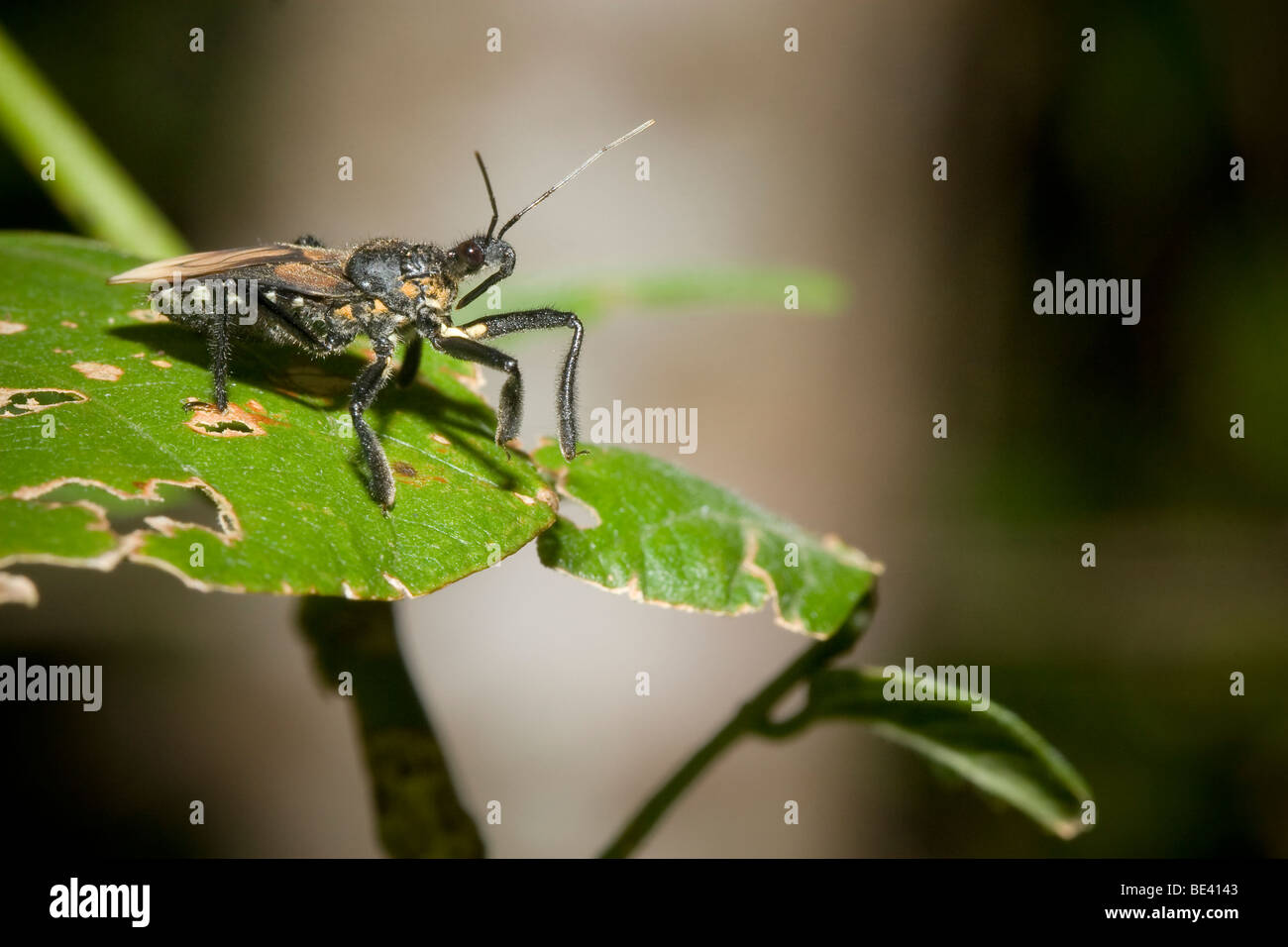 Tropischen Assassin Bug bestellen Hemiptera Familie Reduviidae, thront auf einem Blatt. Fotografiert in Costa Rica. Stockfoto