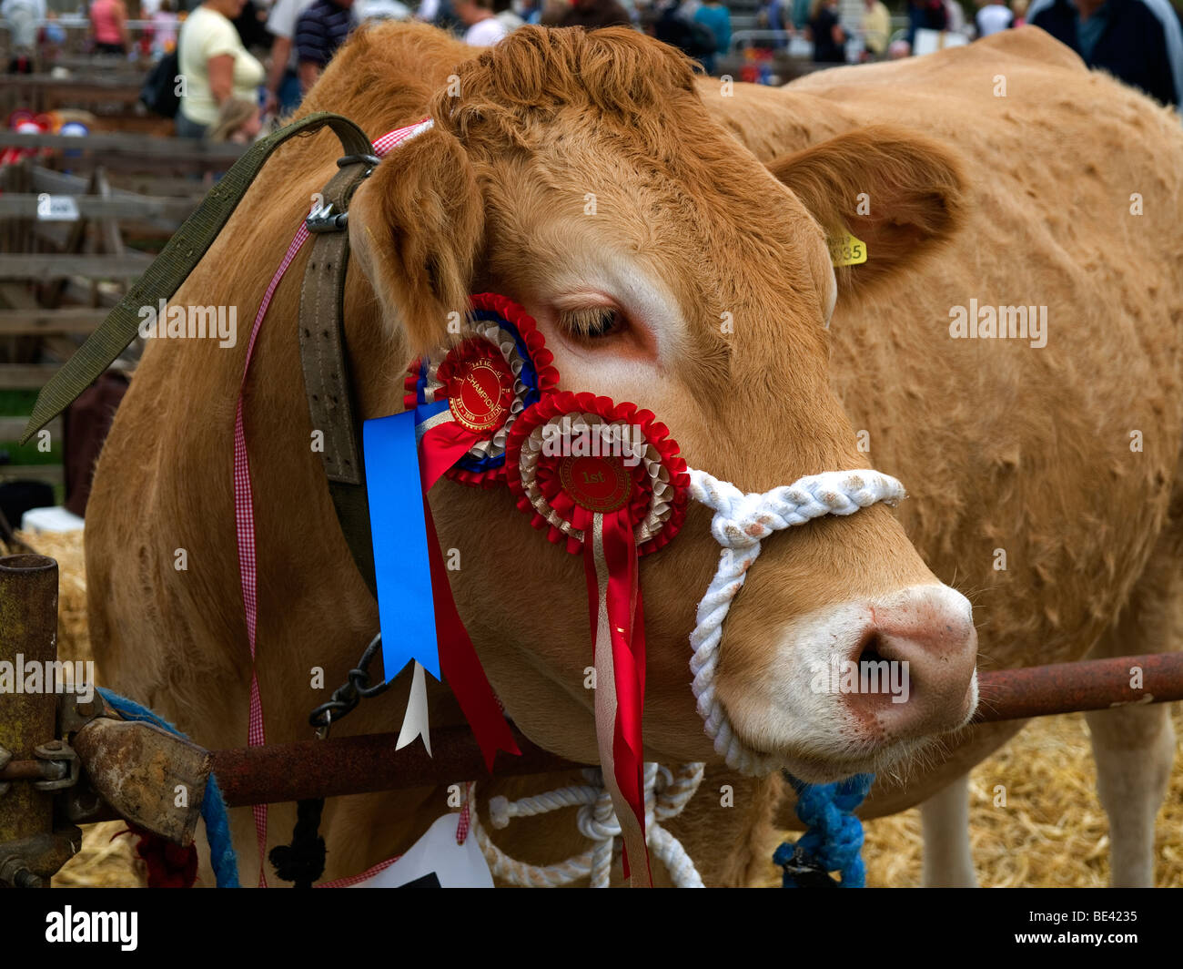 Eine preisgekrönte Kuh an Stokesley Agricultural Show 2009 Stockfoto