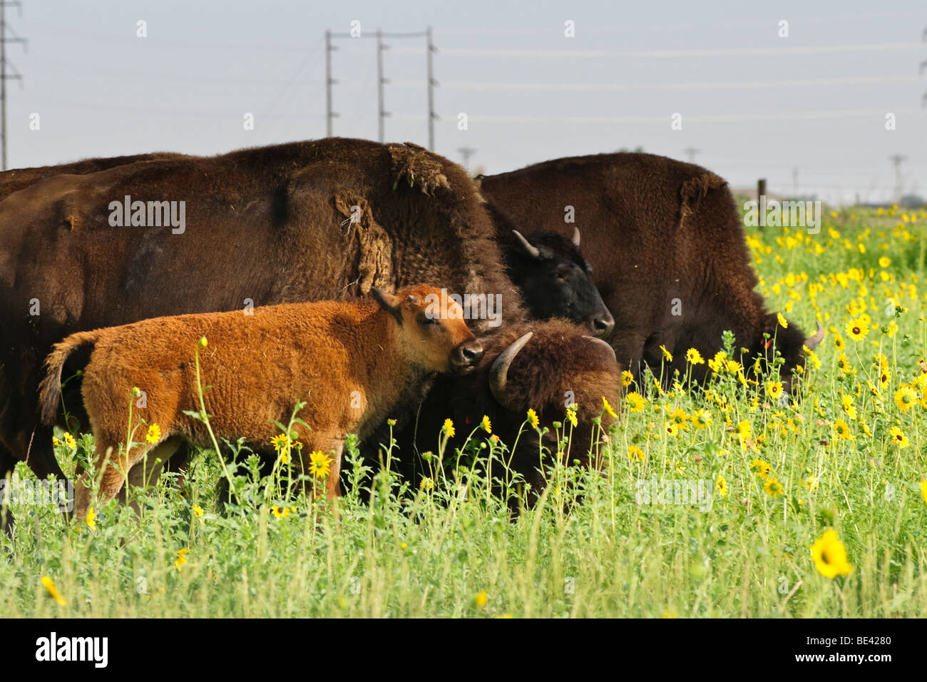 Ein Bison Kalb neben seiner Mutter und der Herde in einem Feld von Sonnenblumen im südwestlichen Kansas Stockfoto