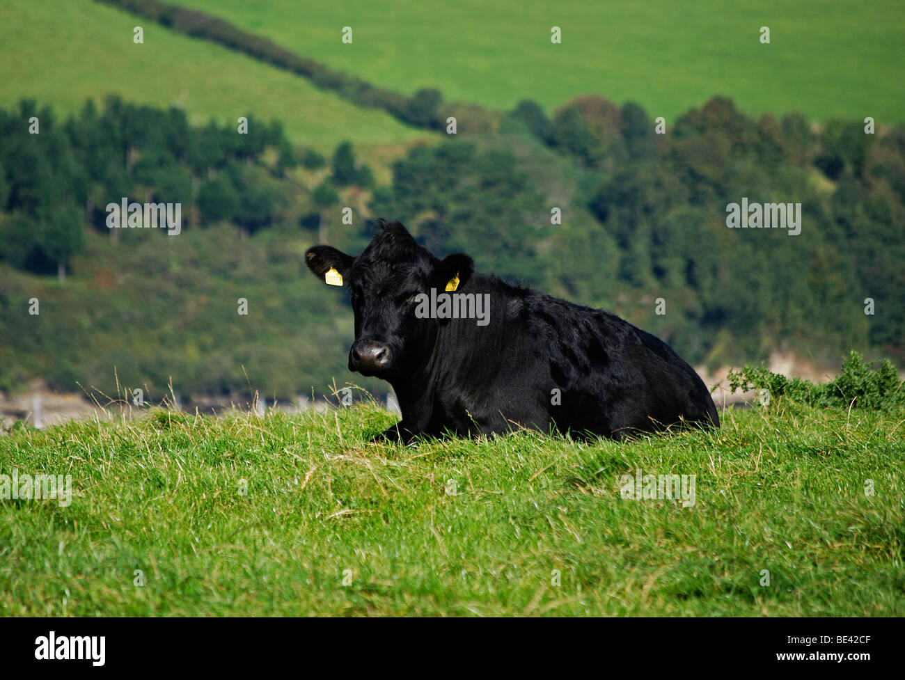 eine schwarze Kuh liegend in einem Feld, Devon, uk Stockfoto