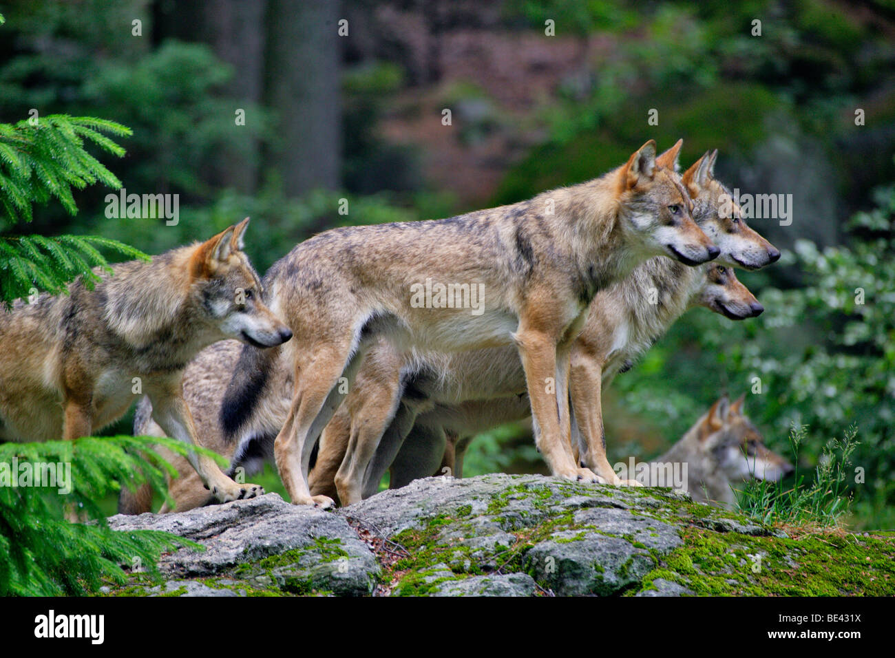 Deutschland, Bayern, Nationalpark Bayerischer Wald, Wolfsrudel, Canis lupus Stockfoto