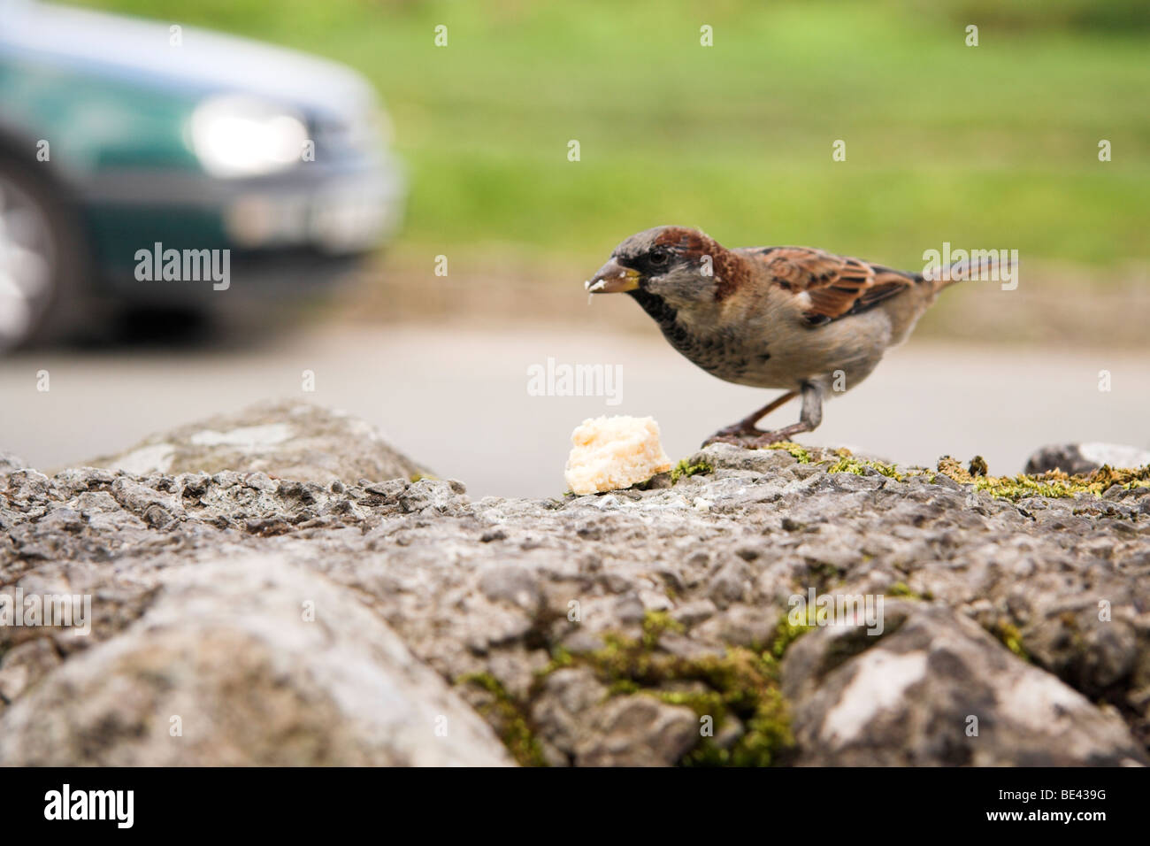 Zahmen Sperling Fütterung auf ein Stück Brot auf einer Wand, Malham, Yorkshire Dales, England, UK Stockfoto