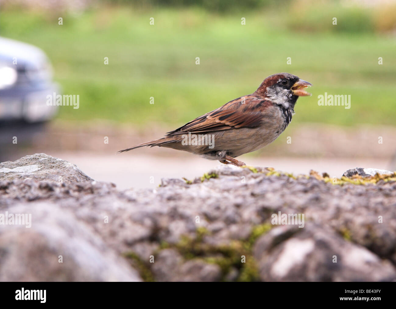 Spatz, die Fütterung auf eine Wand, Malham, Yorkshire Dales, England, UK Stockfoto