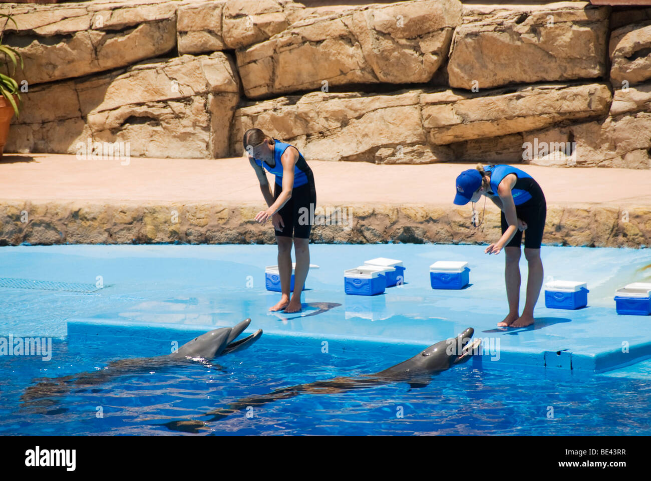 Eine Delphin-Show im uShaka Marine World in Durban in Südafrika. Stockfoto