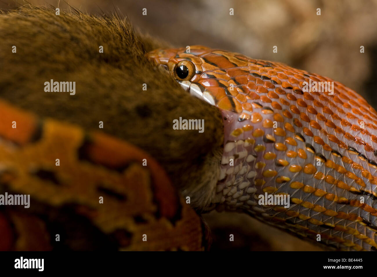 Corn Snake (bieten Guttata Guttata) Essen Maus - Captive - USA Stockfoto