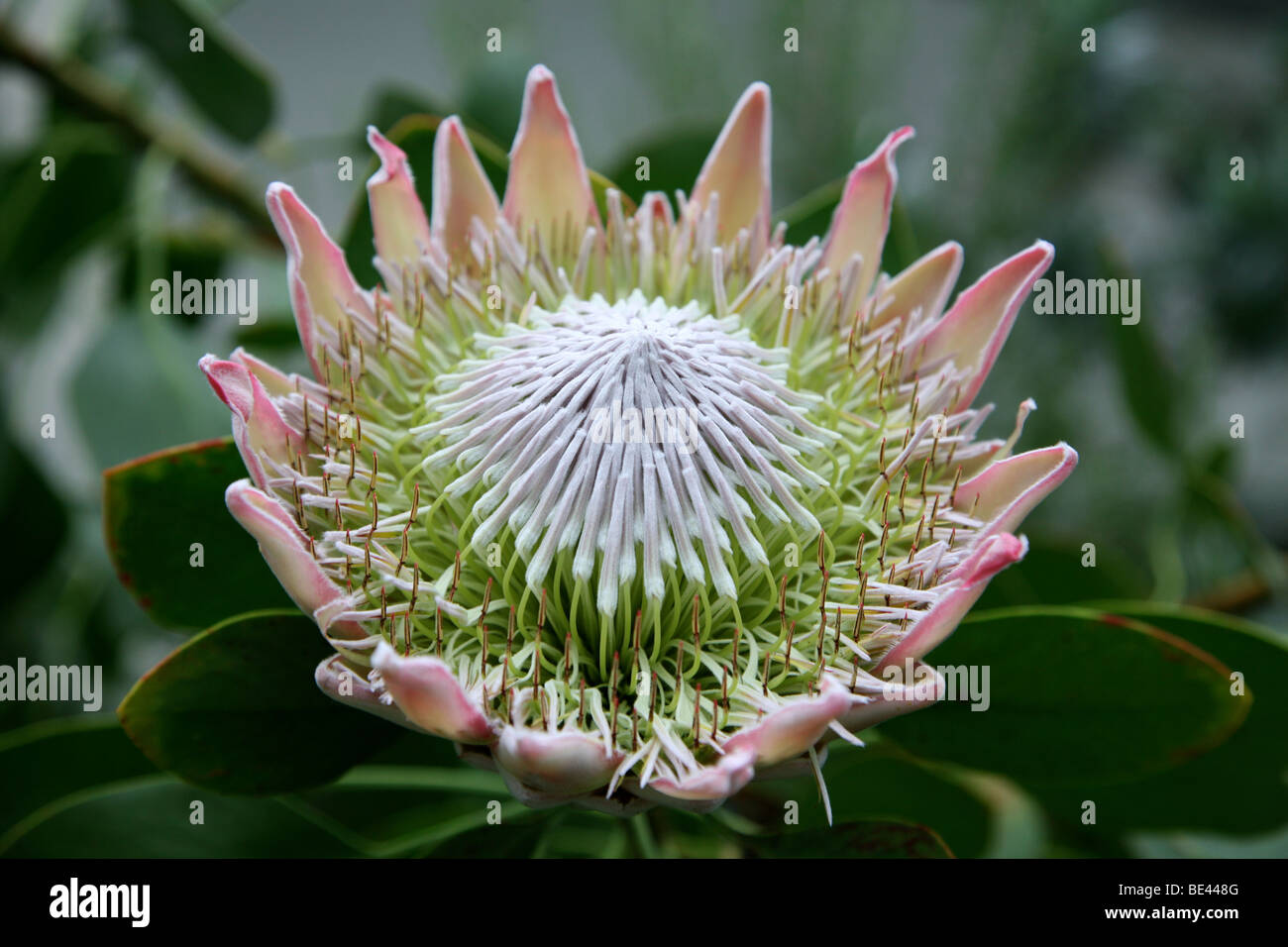 Seltsame Blume, National Botanic Garden of Wales Stockfoto