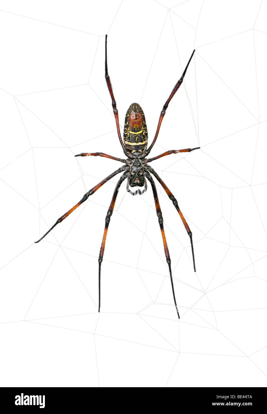 Golden Orb-Web-Spider, Nephila Inaurata Madagascariensis, vor weißem Hintergrund Studio gedreht Stockfoto