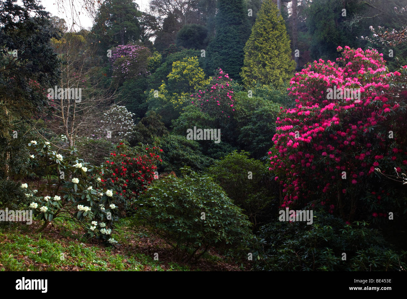 Trebah Garten; Cornwall; im Frühjahr Rhododendren blühen Stockfoto