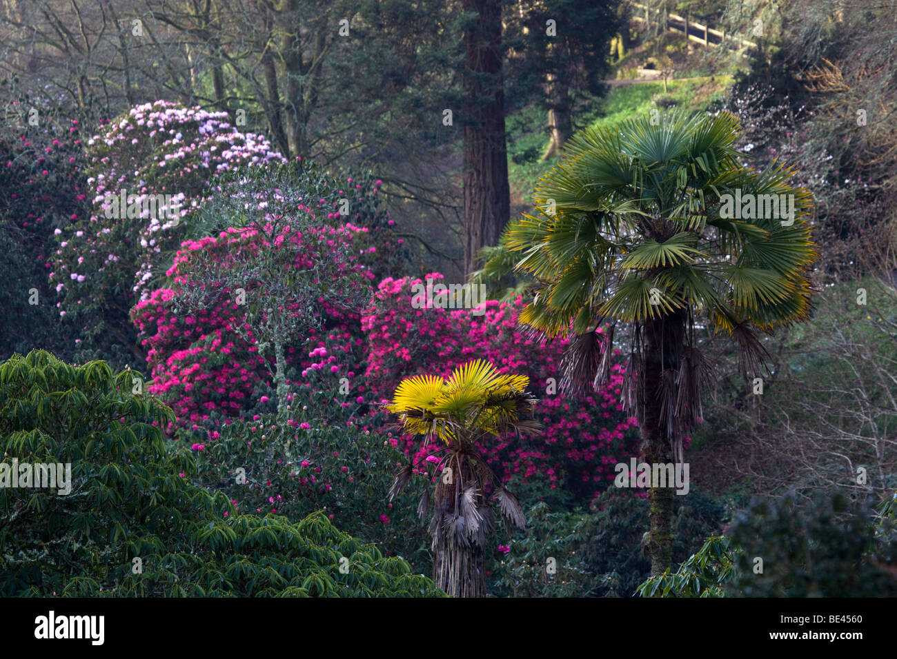 Trebah Garten; Cornwall; im Frühjahr Rhododendren blühen Stockfoto