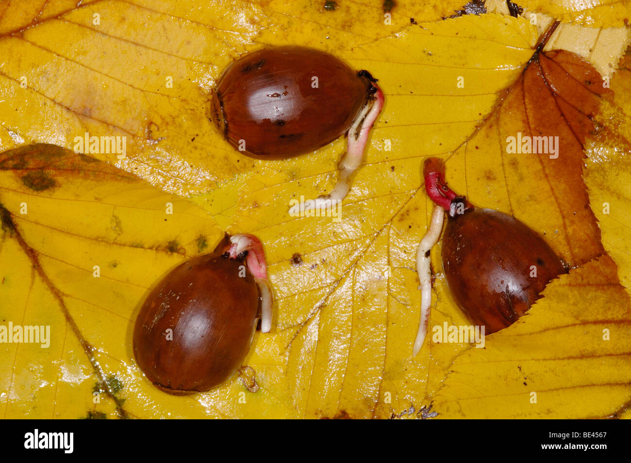 Eiche Eicheln sprießen auf Blätter im Herbst Stockfoto
