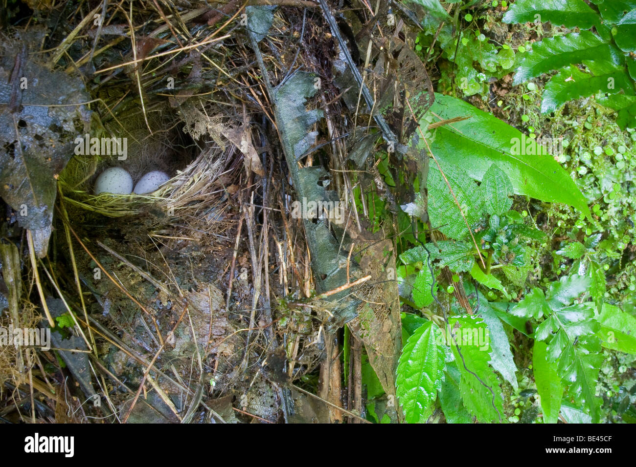 Verborgene Vogelnest mit Eiern. Fotografiert in Costa Rica. Stockfoto